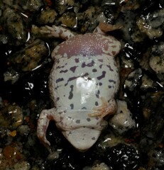 Pseudophryne guentheri