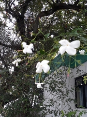 Jasminum officinale