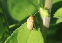 Colaspis hypochlora