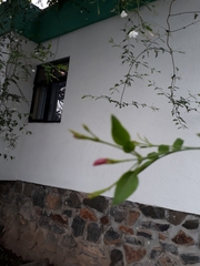Jasminum officinale