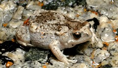 Pseudophryne guentheri