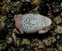 Pseudophryne guentheri