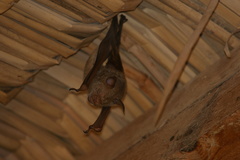 Macronycteris commersonii