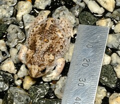 Pseudophryne guentheri