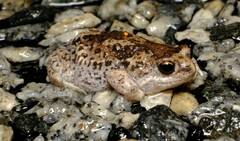 Pseudophryne guentheri