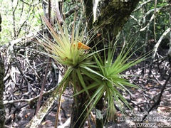 Tillandsia geminiflora