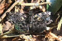 Gorgythion begga begga