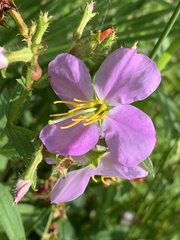 Rhexia mariana ventricosa