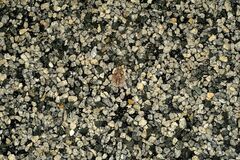 Pseudophryne guentheri