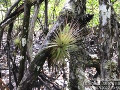 Tillandsia geminiflora