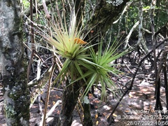Tillandsia geminiflora