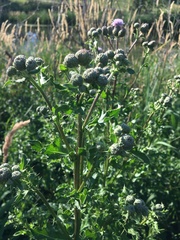 Cirsium arvense