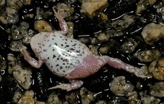 Pseudophryne guentheri