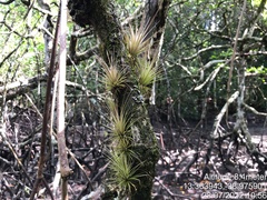 Tillandsia geminiflora