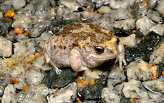 Pseudophryne guentheri