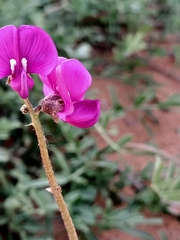 Swainsona oroboides