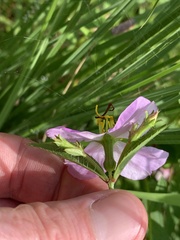 Rhexia mariana ventricosa