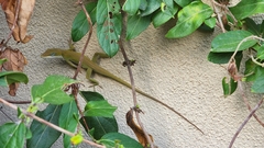 Anolis carolinensis