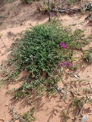 Swainsona oroboides