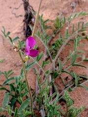 Swainsona oroboides