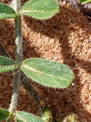 Swainsona oroboides