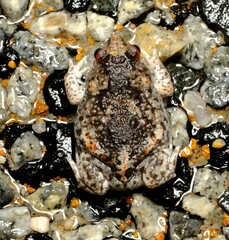 Pseudophryne guentheri