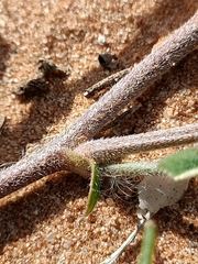 Swainsona oroboides