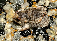 Pseudophryne guentheri
