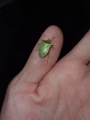 Arvelius albopunctatus