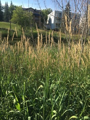 Phalaris arundinacea