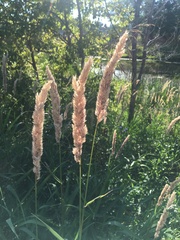 Phalaris arundinacea