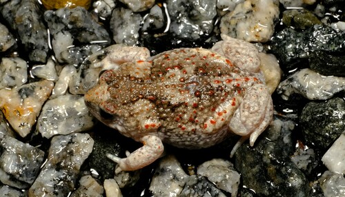 Crawling Brood Frog, Pseudophryne guentheri