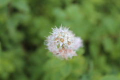Spiraea alba alba