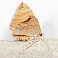 Eulithis molliculata