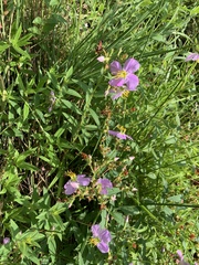 Rhexia mariana ventricosa