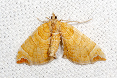 Eulithis molliculata