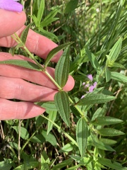 Rhexia mariana ventricosa