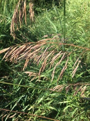 Bromus inermis