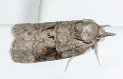 Nycteola
