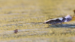 Agnippe prunifoliella