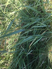 Bromus inermis