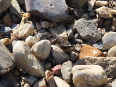 Erynnis afranius