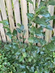 Graptophyllum ilicifolium