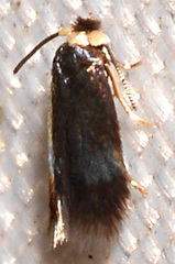 Stigmella multispicata