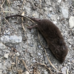 Sorex minutus