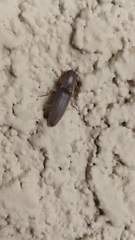Conoderus parallelus