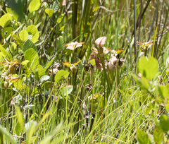 Sarracenia jonesii