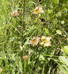 Sarracenia jonesii