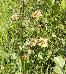 Sarracenia jonesii