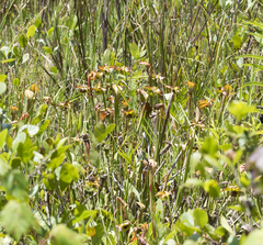 Sarracenia jonesii